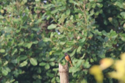 সুন্দরবন পাখি উৎসব II ছবি- ৪