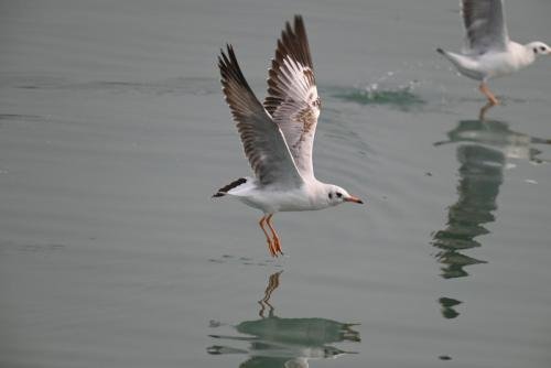 সুন্দরবন পাখি উৎসব II ছবি- ১