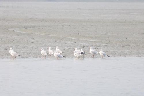 সুন্দরবন পাখি উৎসব II ছবি- ২