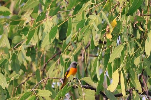 সুন্দরবন পাখি উৎসব II ছবি- ৩